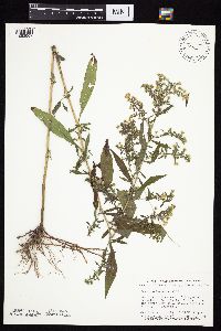 Symphyotrichum ontarionis image