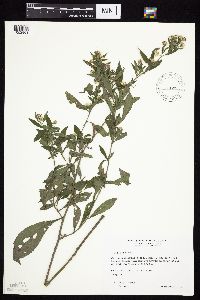 Symphyotrichum ontarionis image