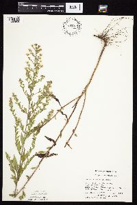 Symphyotrichum ontarionis image