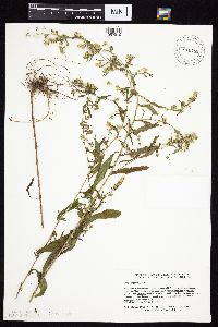 Symphyotrichum ontarionis image