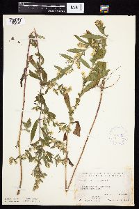 Symphyotrichum ontarionis image