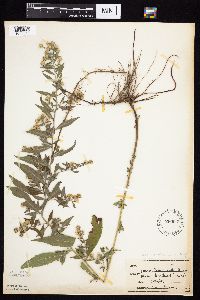 Symphyotrichum ontarionis image