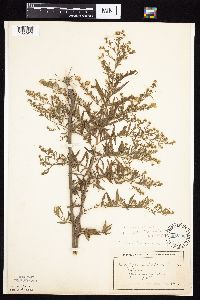 Symphyotrichum ontarionis image