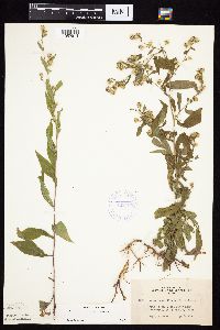 Symphyotrichum ontarionis image