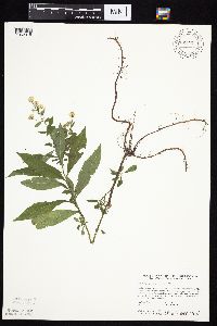 Symphyotrichum ontarionis image