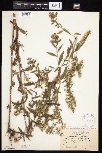 Symphyotrichum ontarionis image