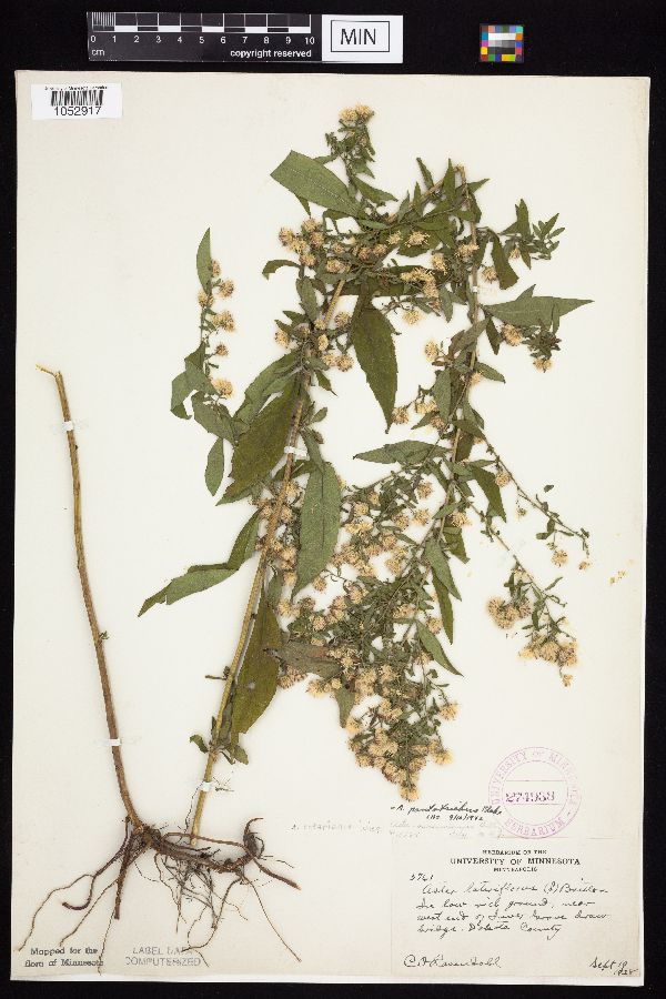 Symphyotrichum ontarionis image