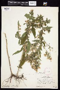 Image Associated With the Occurrence