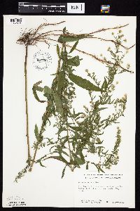 Symphyotrichum ontarionis image