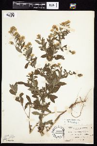 Symphyotrichum ontarionis image