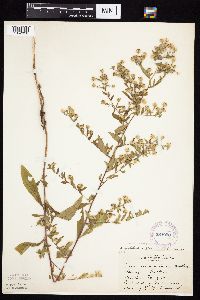Symphyotrichum ontarionis image