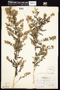 Symphyotrichum ontarionis image