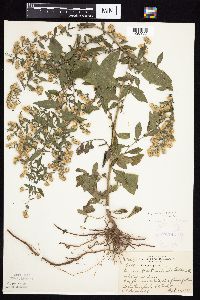 Symphyotrichum ontarionis image