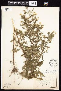 Symphyotrichum ontarionis image