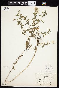 Symphyotrichum ontarionis image