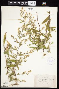 Symphyotrichum ontarionis image