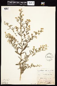 Symphyotrichum ontarionis image