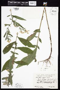 Symphyotrichum ontarionis image