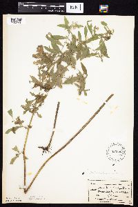 Symphyotrichum ontarionis image