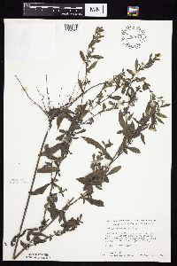 Symphyotrichum ontarionis image