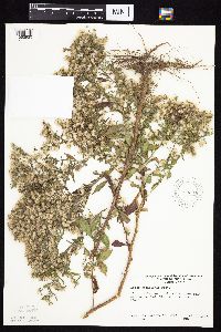 Symphyotrichum ontarionis image