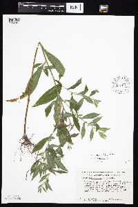 Symphyotrichum ontarionis image