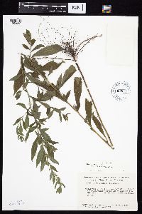 Symphyotrichum ontarionis image