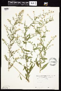 Symphyotrichum ontarionis image