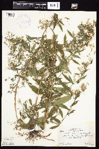 Symphyotrichum ontarionis image