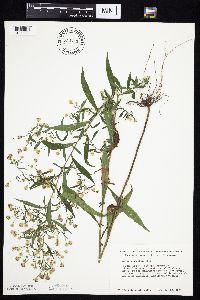 Symphyotrichum ontarionis image