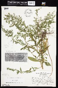 Symphyotrichum ontarionis image