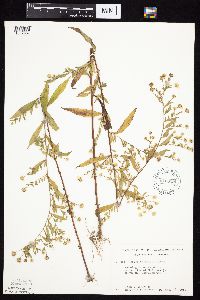 Symphyotrichum ontarionis image