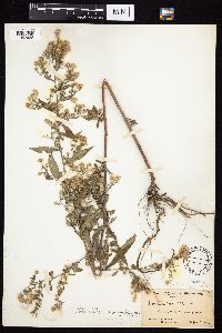 Symphyotrichum ontarionis image