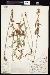 Symphyotrichum ontarionis image