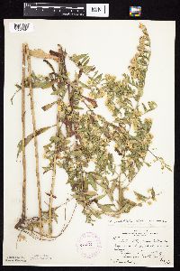 Symphyotrichum ontarionis image