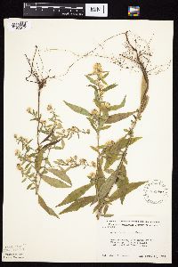 Symphyotrichum ontarionis image