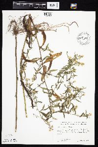 Symphyotrichum ontarionis image
