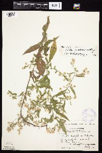 Symphyotrichum ontarionis image