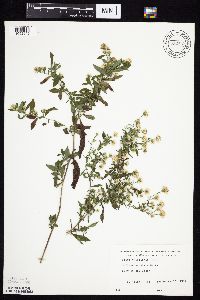 Symphyotrichum ontarionis image