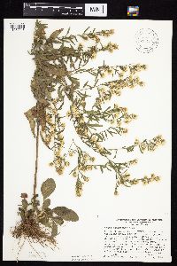 Symphyotrichum ontarionis image