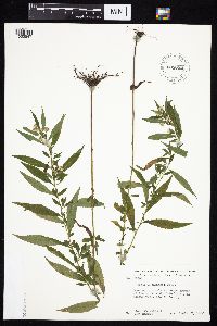 Symphyotrichum ontarionis image