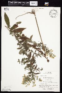 Symphyotrichum ontarionis image