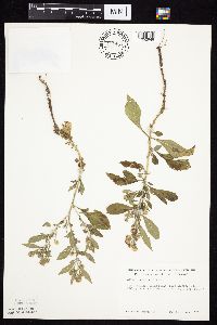 Symphyotrichum ontarionis image