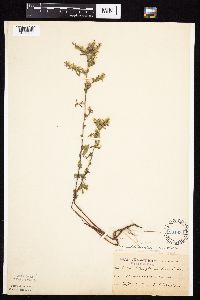 Symphyotrichum ontarionis image