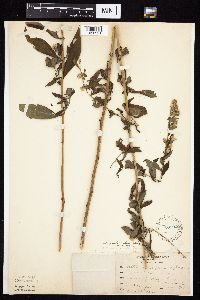 Symphyotrichum ontarionis image