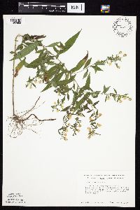 Symphyotrichum ontarionis image