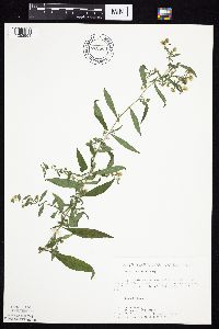 Symphyotrichum ontarionis image