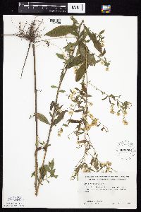 Symphyotrichum ontarionis image