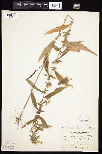 Symphyotrichum ontarionis image