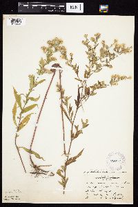 Symphyotrichum ontarionis image